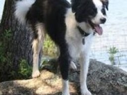 border_collie_britt_20211215_1696425608